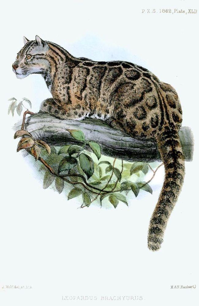 10 animals declared extinct in the last decade urban ghosts
